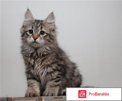Сибирский кот фото реальные отзывы