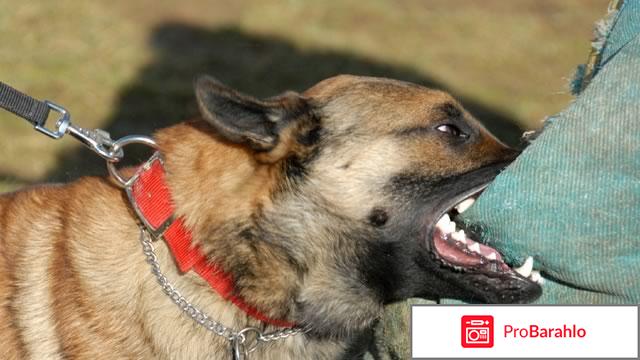 Рваная рана при укусе собаки отрицательные отзывы