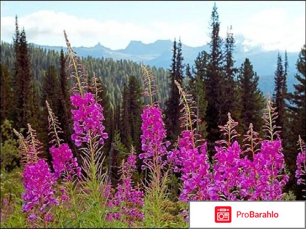 Иван чай полезные свойства и противопоказания обман