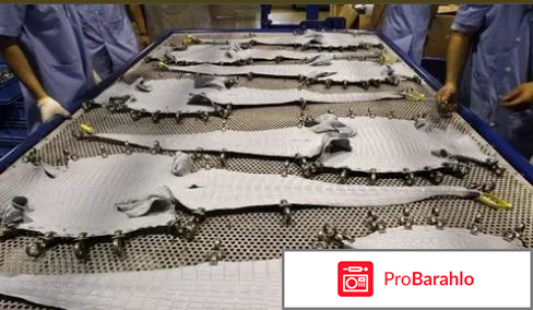 Сумка из кожи крокодила отрицательные отзывы