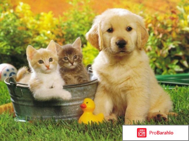 Продажа щенков, котят и других животных отрицательные отзывы