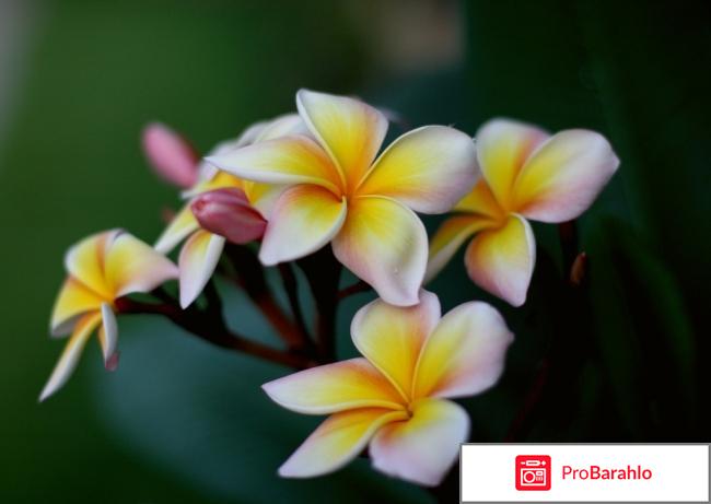 Пудра Guerlain Terracotta Terre d`Ete отрицательные отзывы