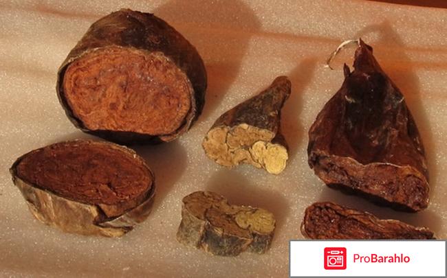 Бобровая струя при онкологии обман