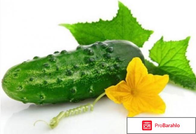 Как избежать пустоцвета на огурцах. отрицательные отзывы