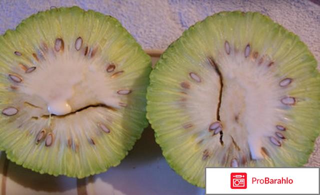 Адамово яблоко настойка отрицательные отзывы