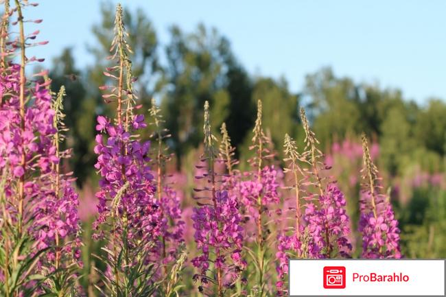 Чай,чай,Иван-чай. отрицательные отзывы