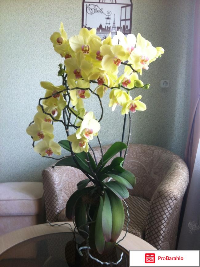 Орхидеи фаленопсис 