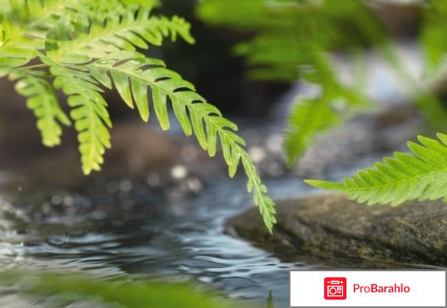 Komar реальные отзывы