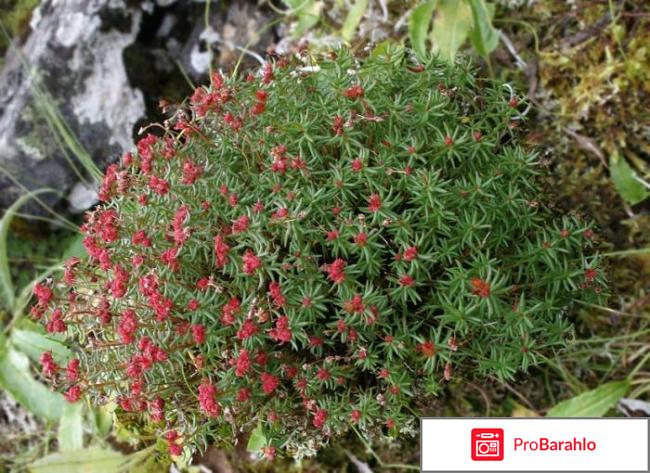 Боровая матка и красная щетка отзывы врачей 