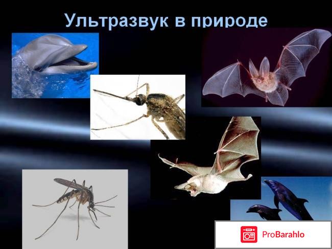 Ультразвук 