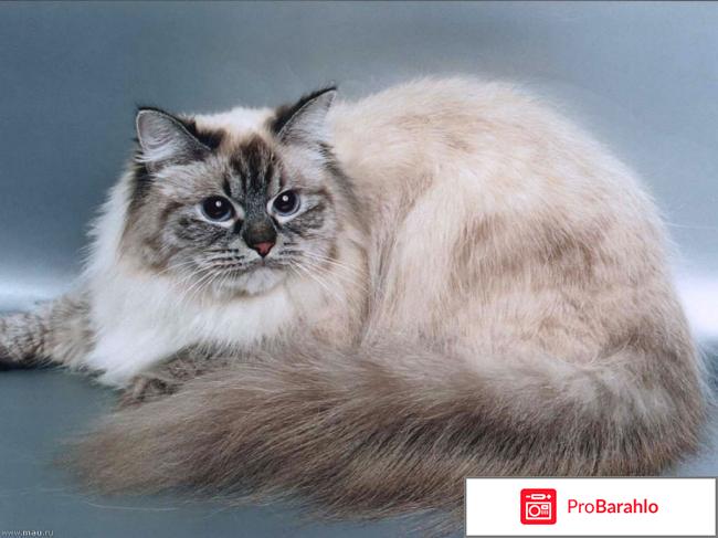 Фото невской маскарадной кошки обман