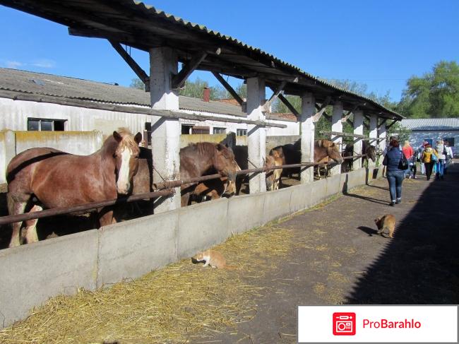 Дубровский конезавод Великого князя Романова отрицательные отзывы