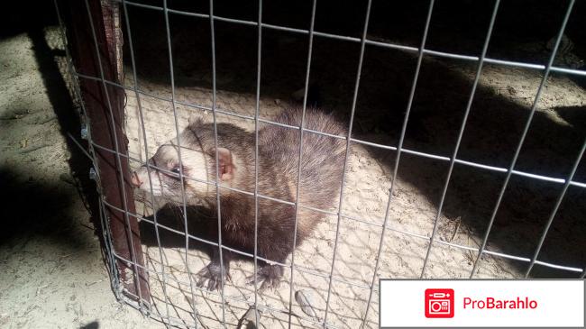 Фельдман ЭкоПарк фото