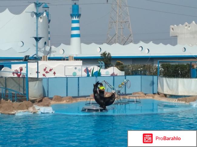 Шоу дельфинов в Dolphin World отрицательные отзывы