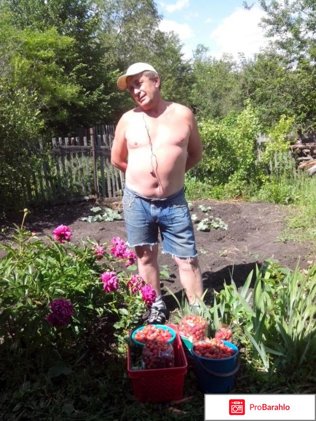 Рецепт монастырского чая отрицательные отзывы