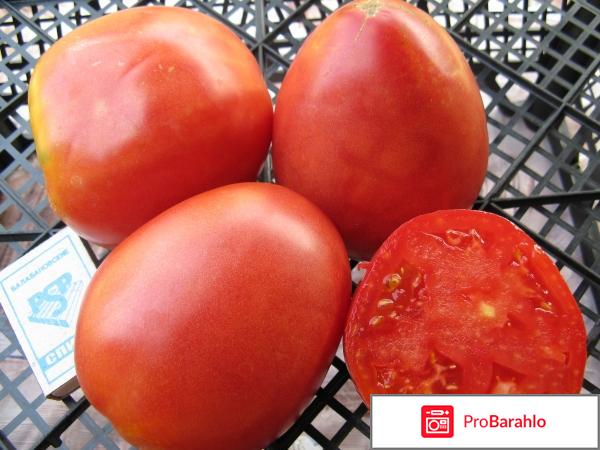 Томат настенька отзывы фото отрицательные отзывы