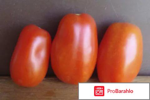 Томат гроздевой отзывы фото урожайность 