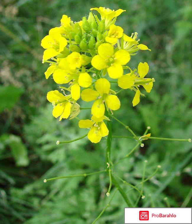 Кардиовален отзывы обман