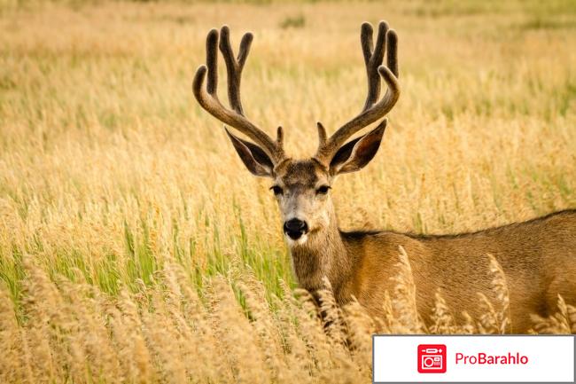 Гель для суставов Пантогор отзывы владельцев