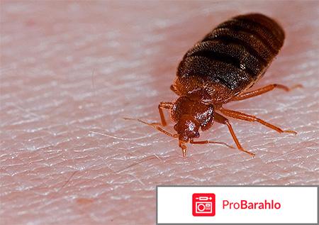 Постельный клещ обман