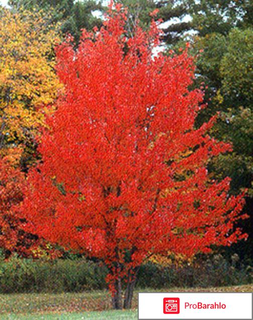 Клен красный 