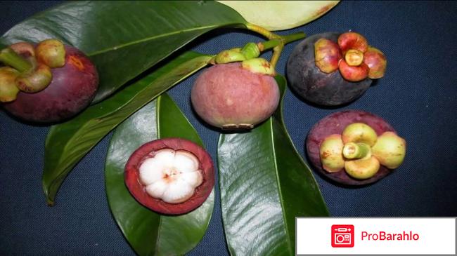 Mangosteen цена отрицательные отзывы