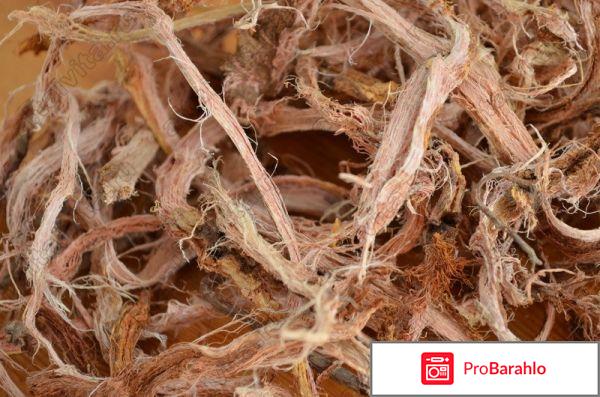 Красный корень корень отрицательные отзывы