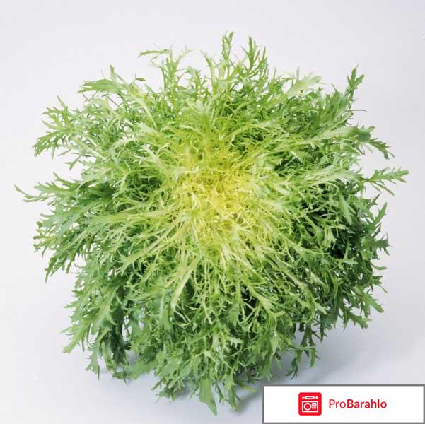 Салат фризе - зелень с кучерявыми листьями 