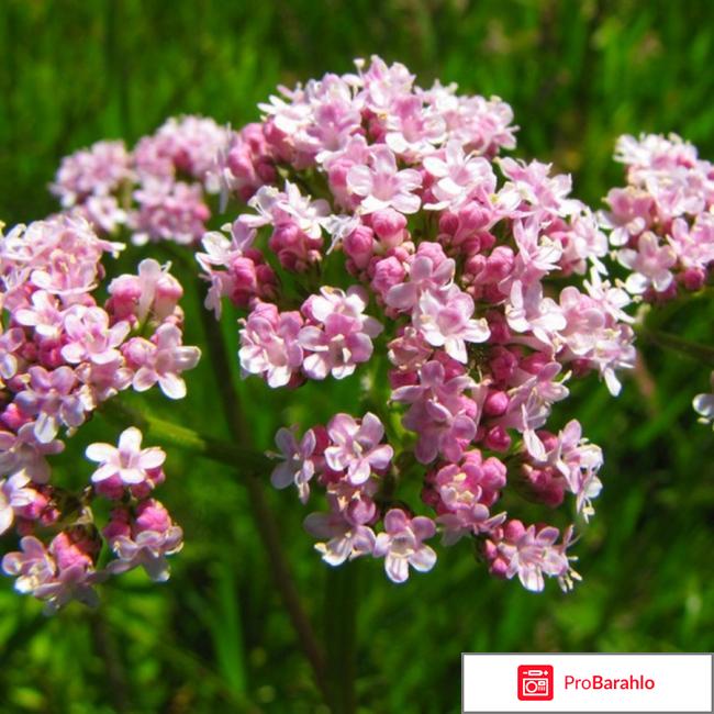 Кардиовален отзывы отрицательные отзывы