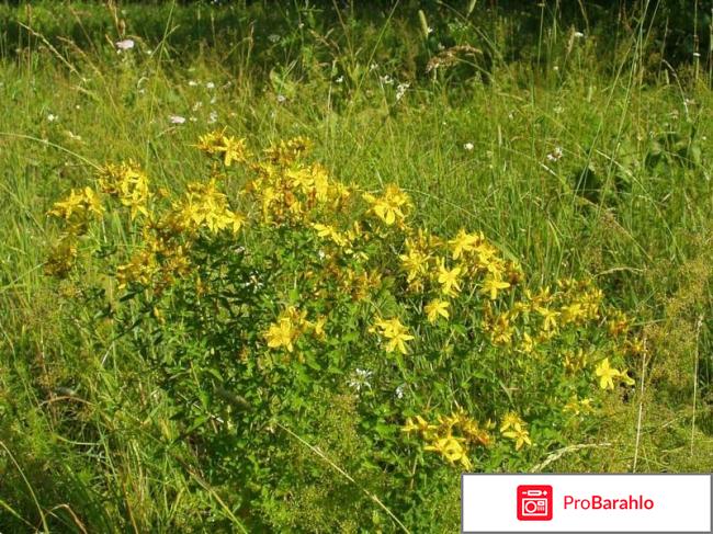 Зверобой полезные свойства и противопоказания обман