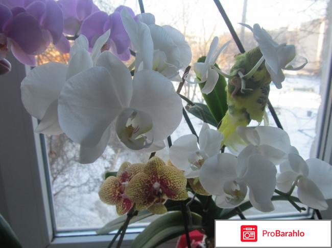 Орхидея цена отрицательные отзывы