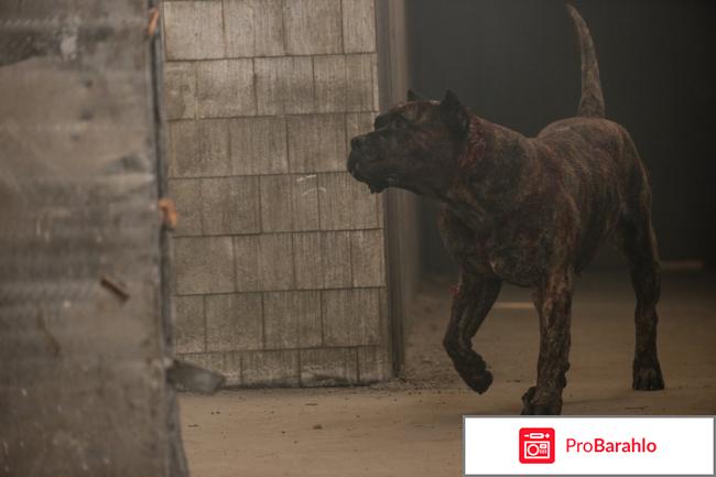 Фильм цепной пес 2017 отзывы отрицательные отзывы