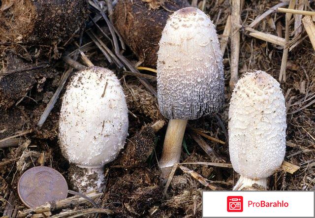 Копринус от алкоголизма где купить 