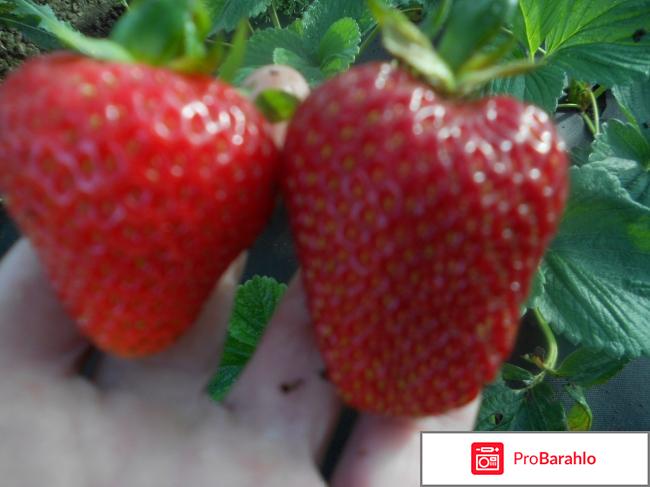 Клубника альбион описание сорта фото отзывы 