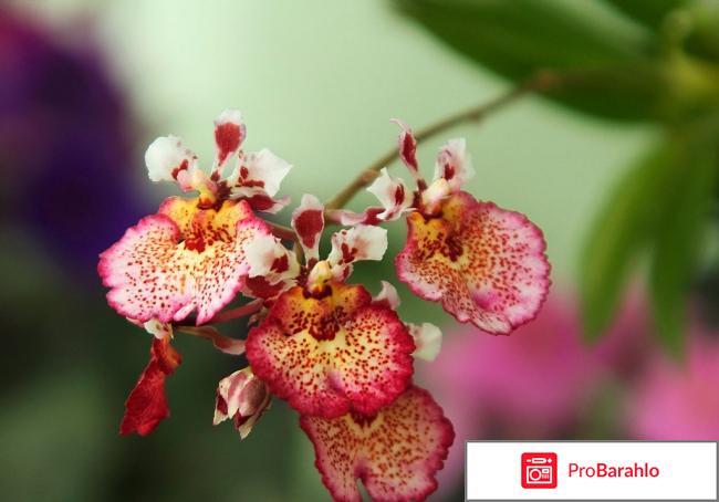 Орхидея Толумния 