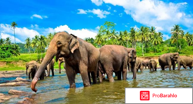 Шри ланка в декабре отзывы туристов фото