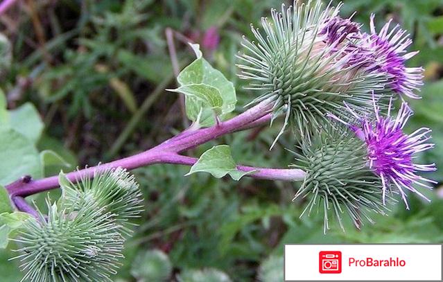 Корень лопуха для волос отзывы 