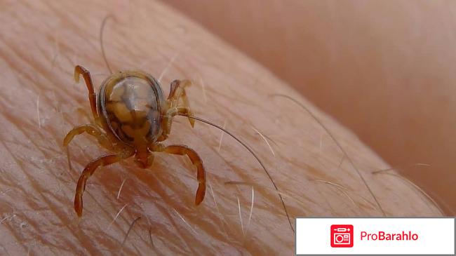 Постельные клещи 