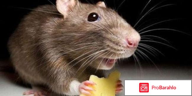 Ультразвуковой отпугиватель мышей и крыс отзывы обман
