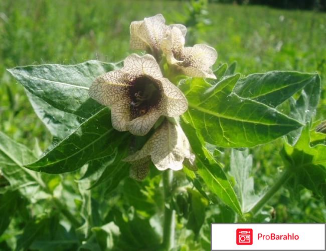 Травянистые растения отрицательные отзывы