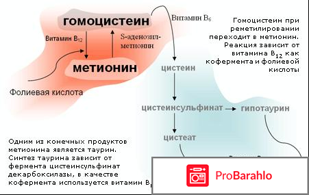 Гомоцистеин норма отрицательные отзывы