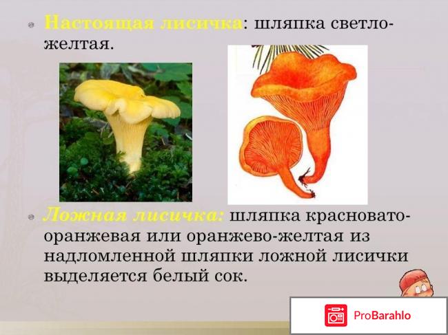 Как отличить гриб лисичку ложную от настоящей? 
