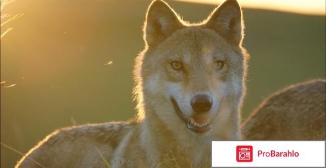 Тотем волка (2015) отрицательные отзывы