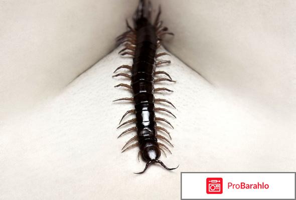 Человеческая многоножка 2 фото