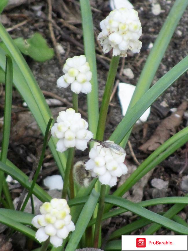 Мускари - красивые цветы для сада 