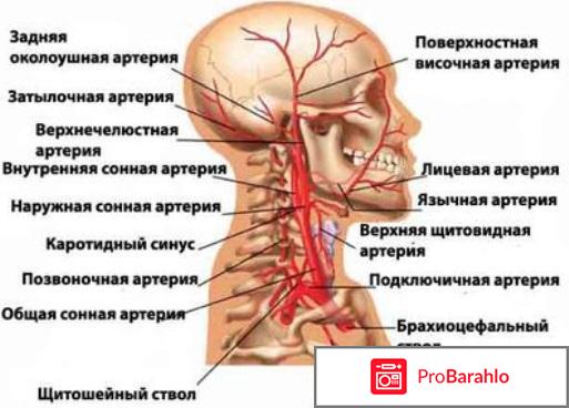 Узи брахиоцефальных сосудов головы и шеи обман