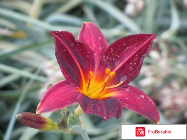 Лилейники - многолетние цветы для ленивых 