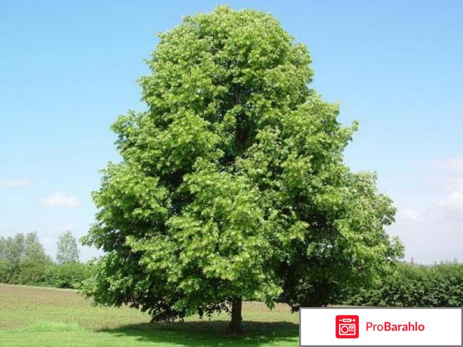 Липу мелколистную обман