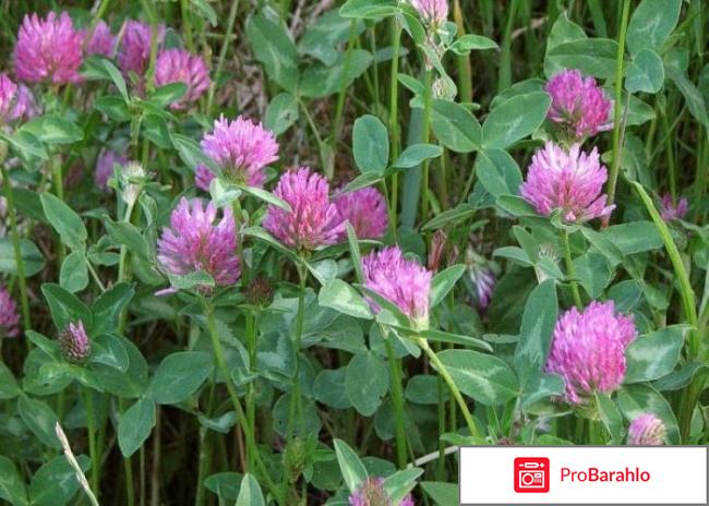 Сустафаст гель развод или нет отзывы владельцев