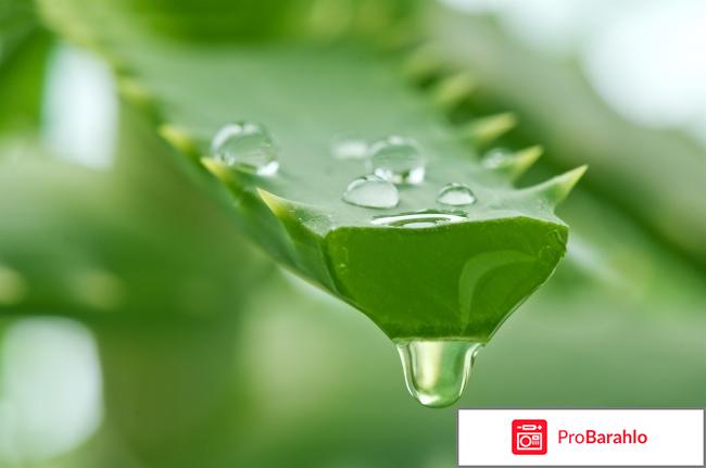 Лечебные свойства, применение и противопоказания алоэ обман